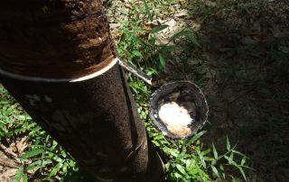 Naturl Rubber Tree