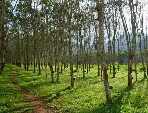 Pourquoi importer des pantoufles en caoutchouc naturel de Thaïlande est une excellente idée ?