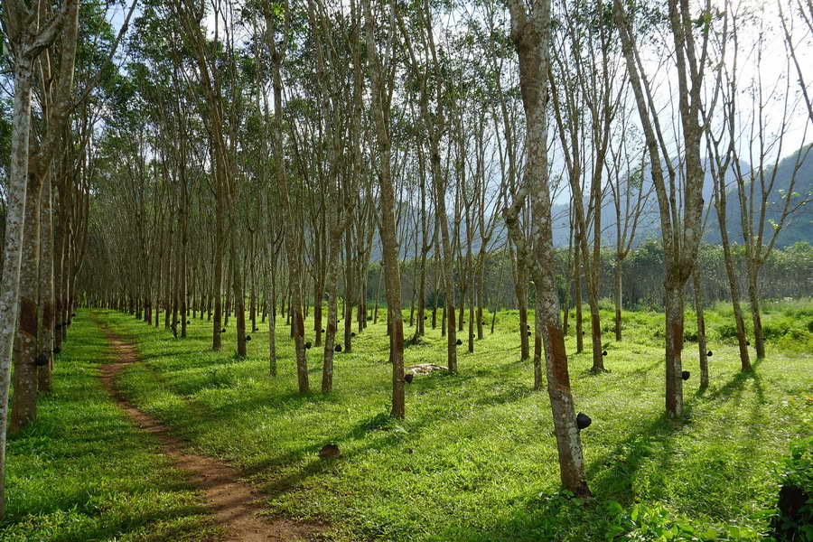 Natural Rubber Tree Thailand